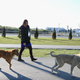 Illustration for article titled The Dogs Of Sochi